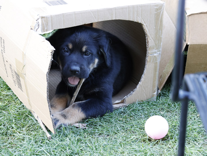 chinook dog